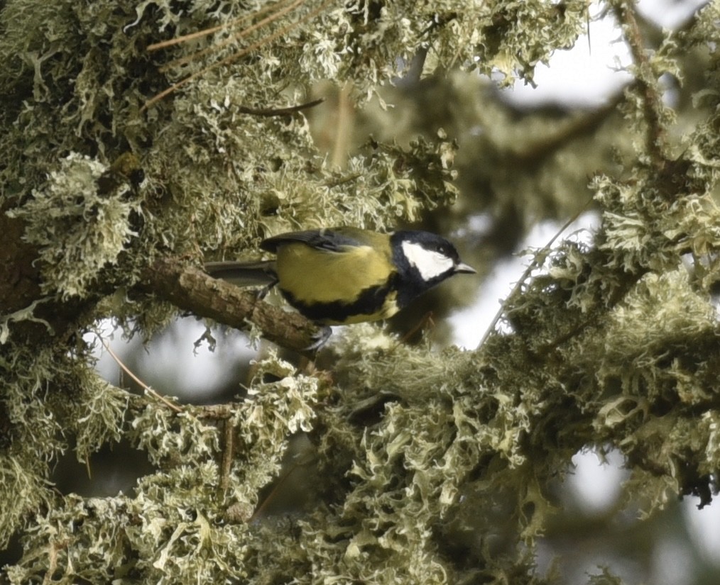 Great Tit - NM Gatward