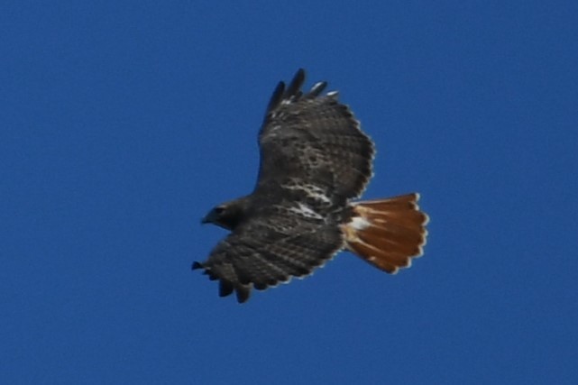 Red-tailed Hawk - ML610245203