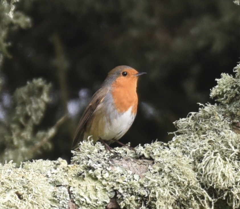 European Robin - ML610245209