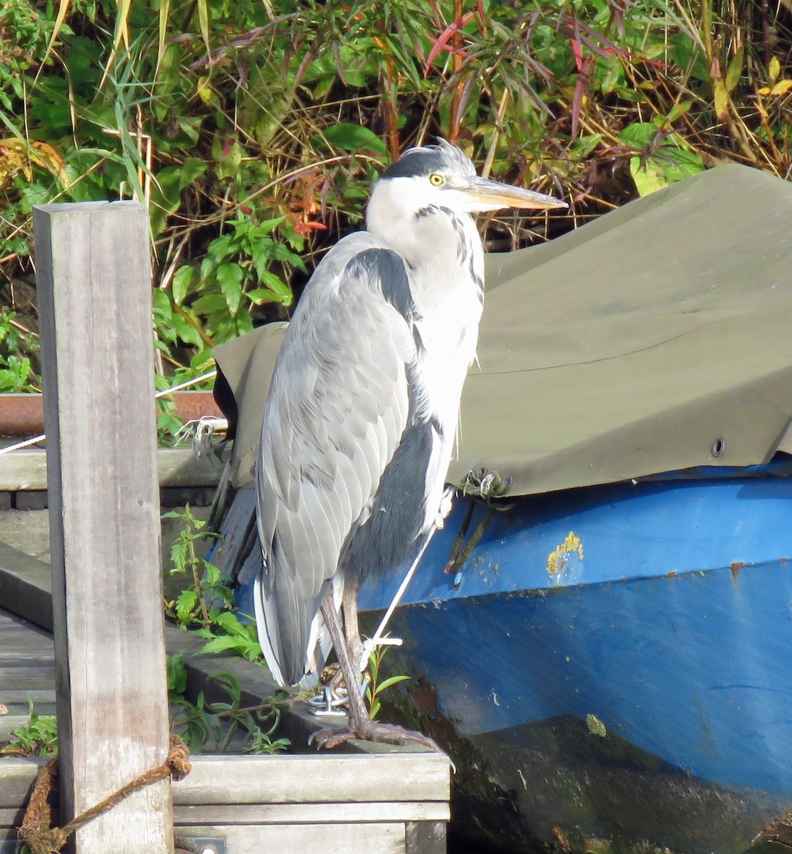 Graureiher (cinerea/jouyi) - ML610245213