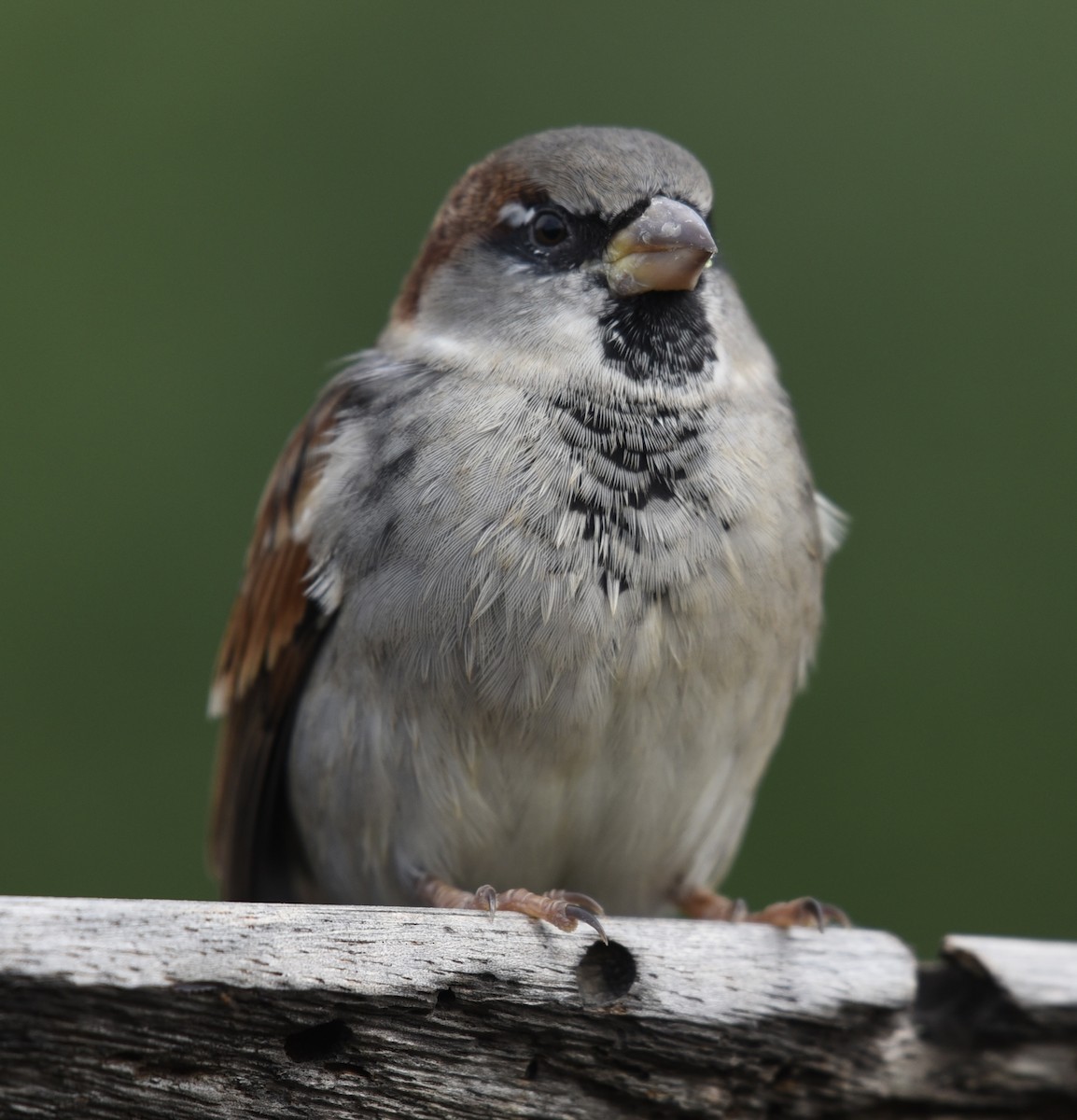 House Sparrow - NM Gatward