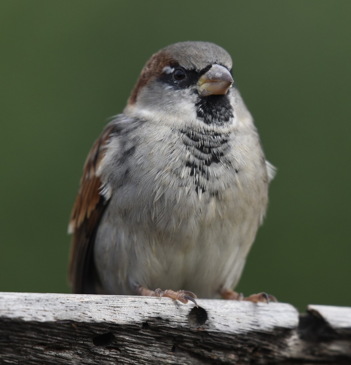 House Sparrow - ML610245216