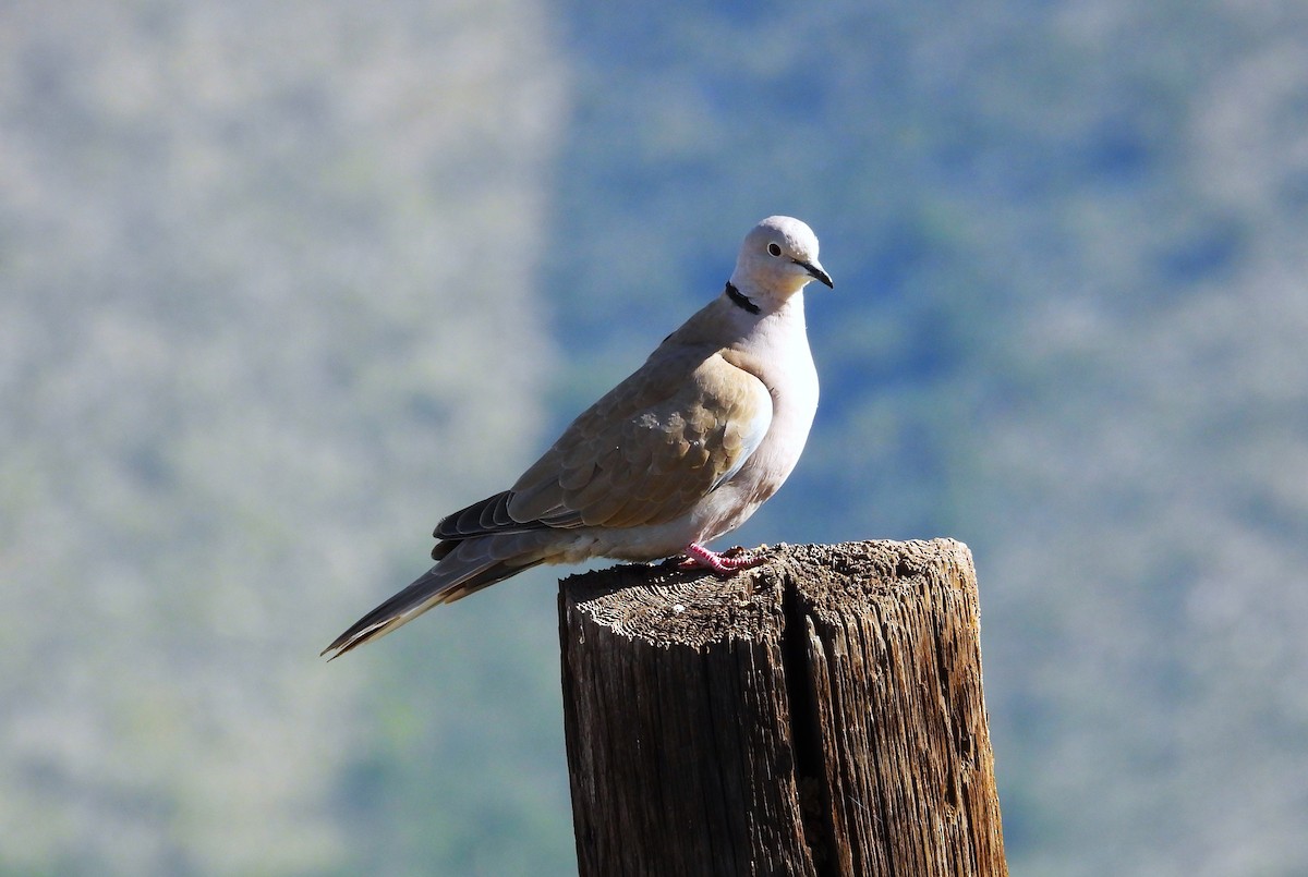 Eurasian Collared-Dove - ML610245250