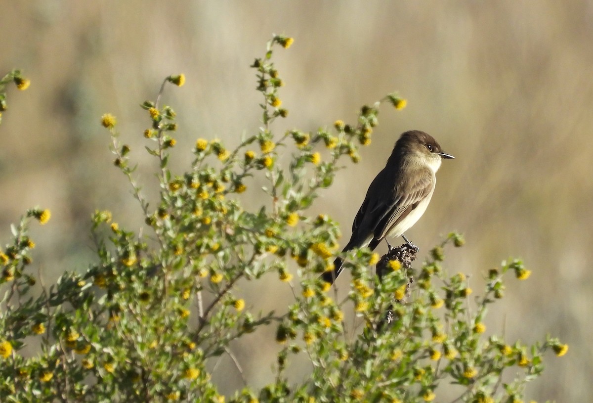 Eastern Phoebe - ML610245301