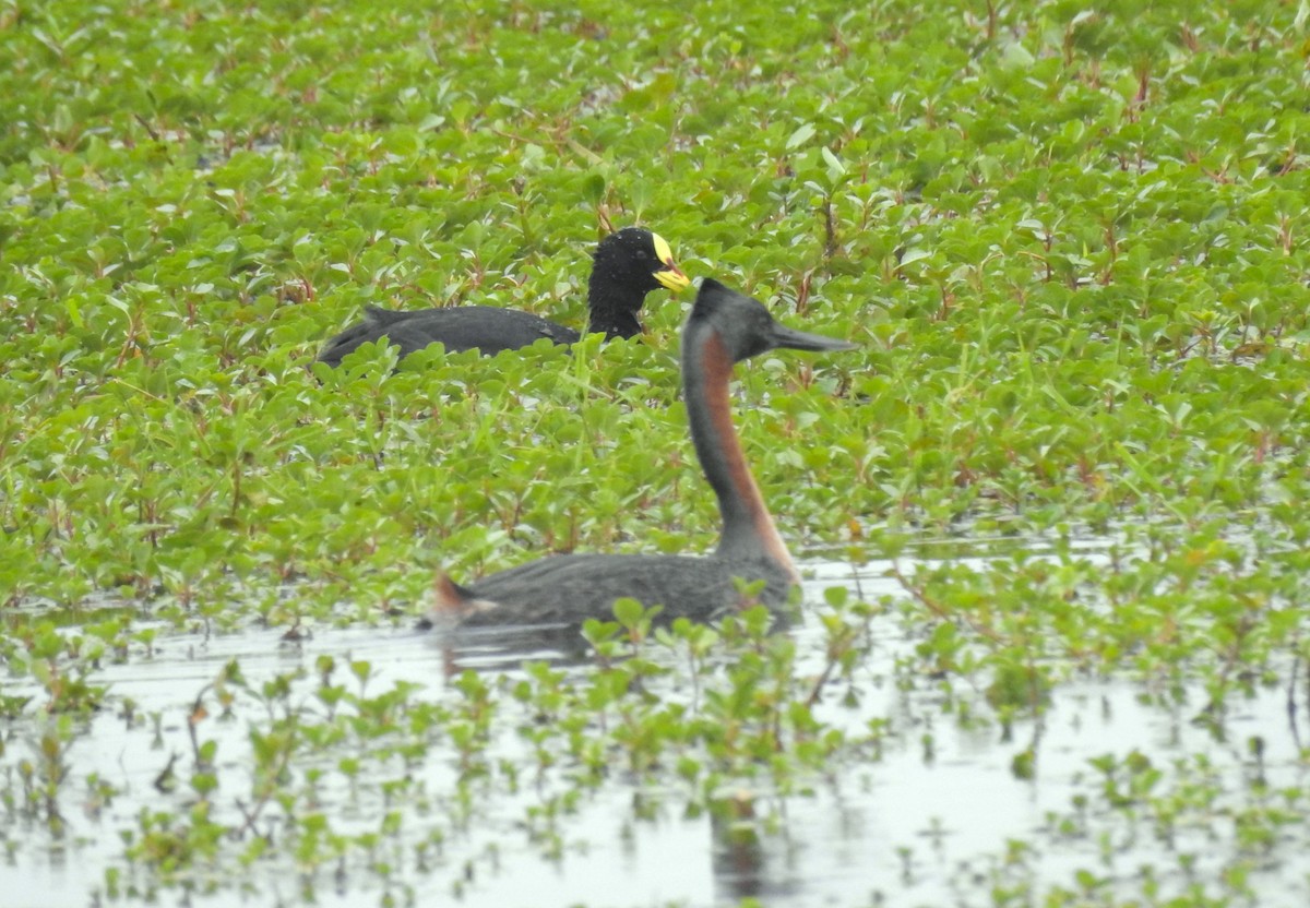 Red-gartered Coot - ML610245318