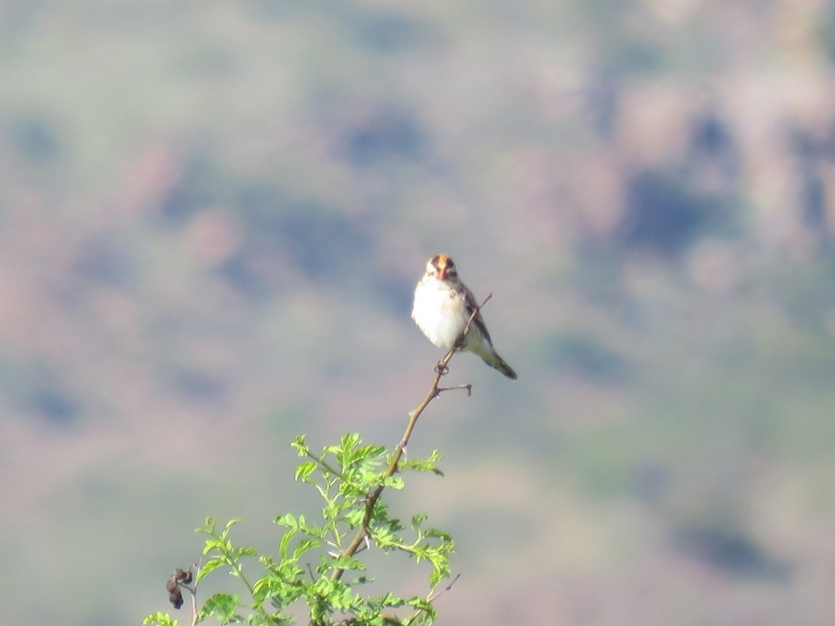 Pin-tailed Whydah - ML610245327
