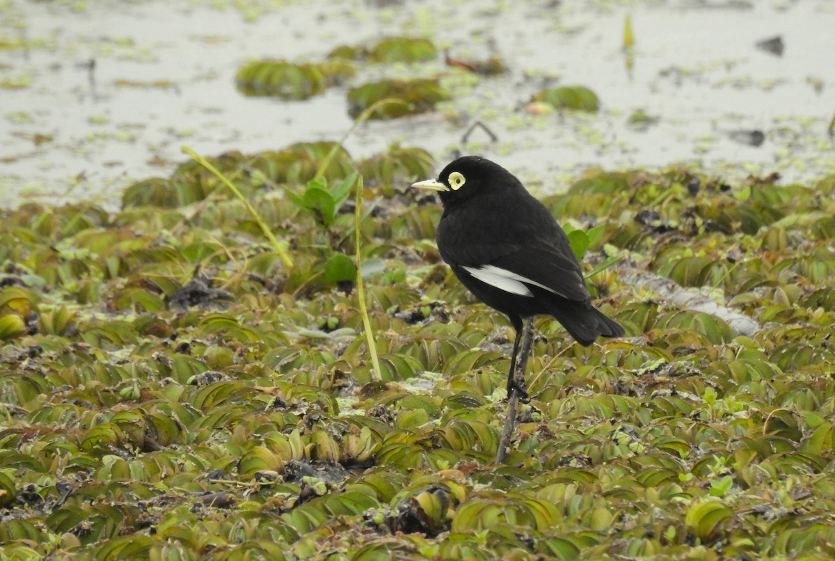 Spectacled Tyrant - ML610245345