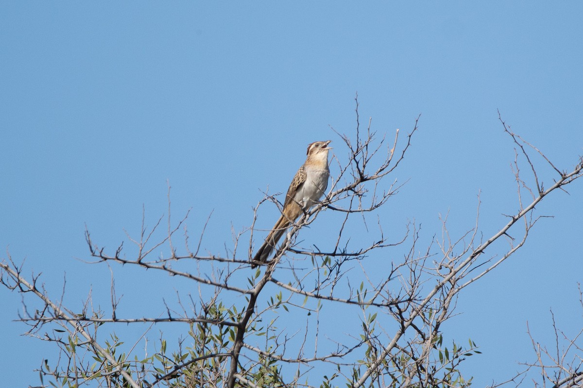 Striped Cuckoo - Ana Merlo