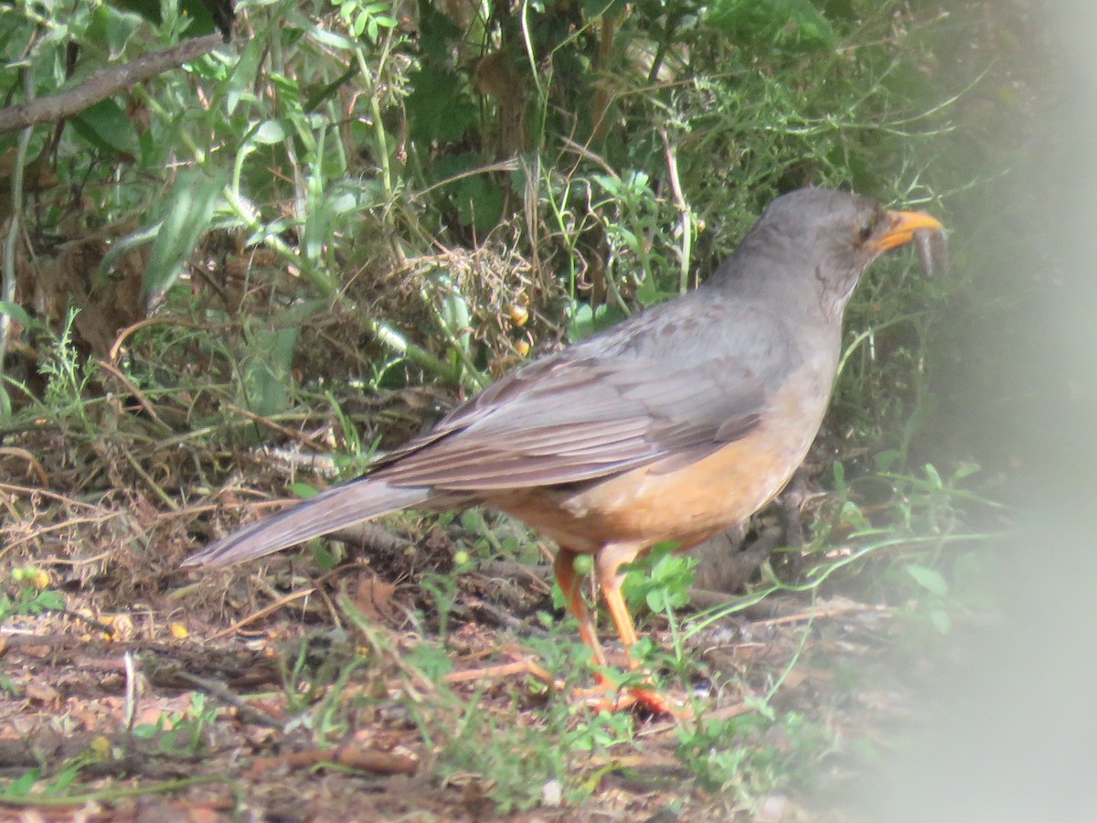 Olive Thrush - ML610245427