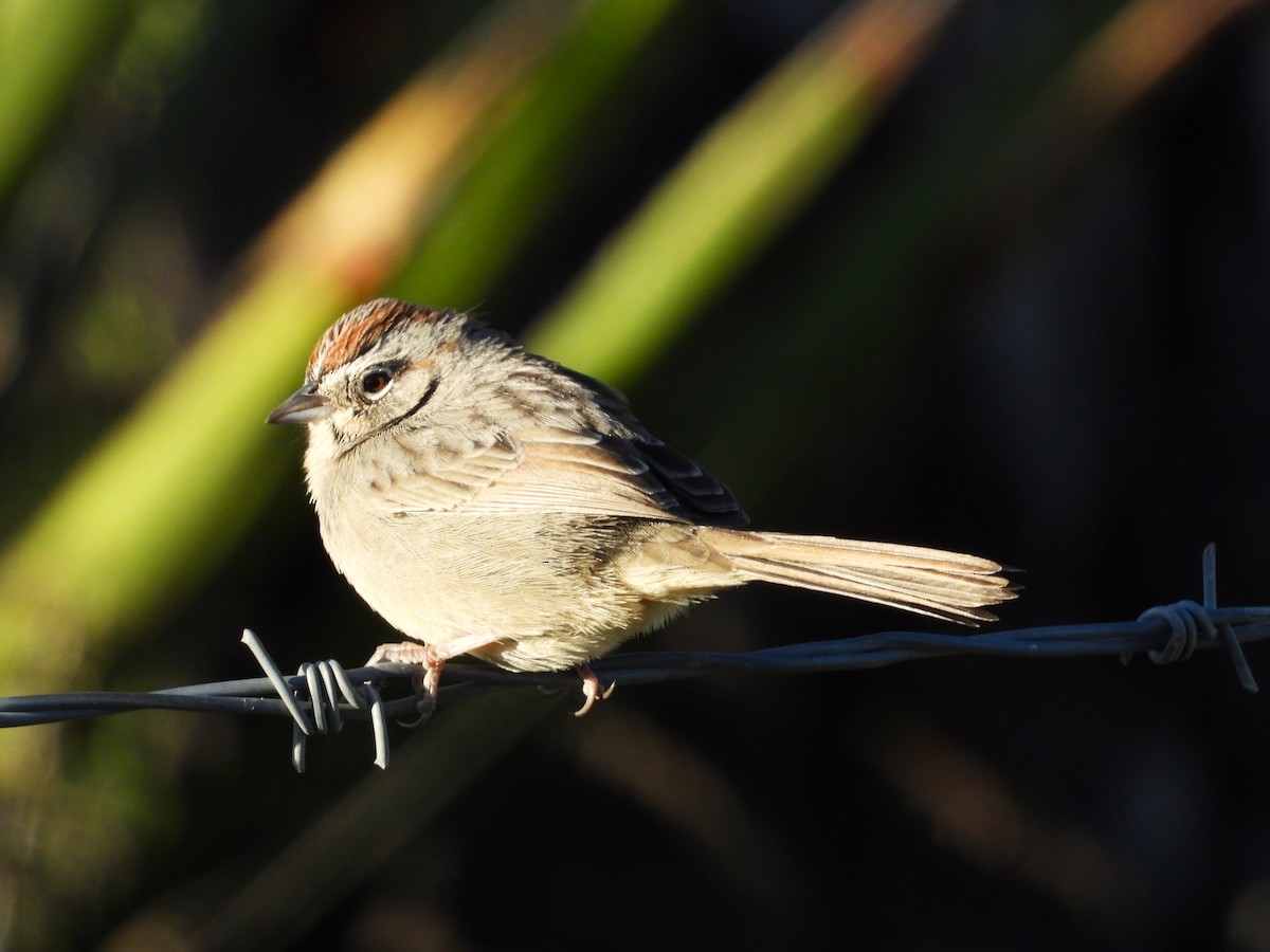 Rufous-crowned Sparrow - ML610245432