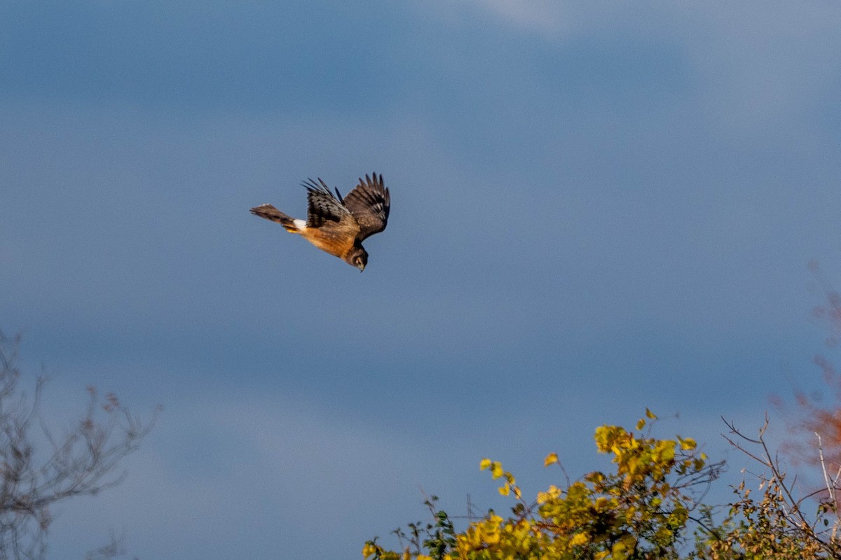 Northern Harrier - ML610245445