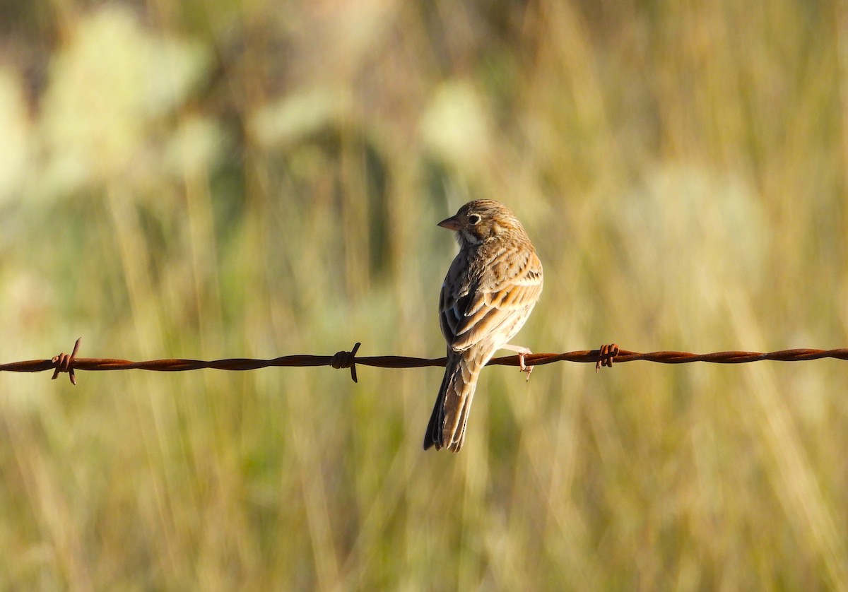 Vesper Sparrow - ML610245491