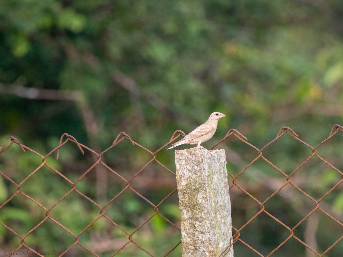 Moineau à gorge jaune - ML610245571