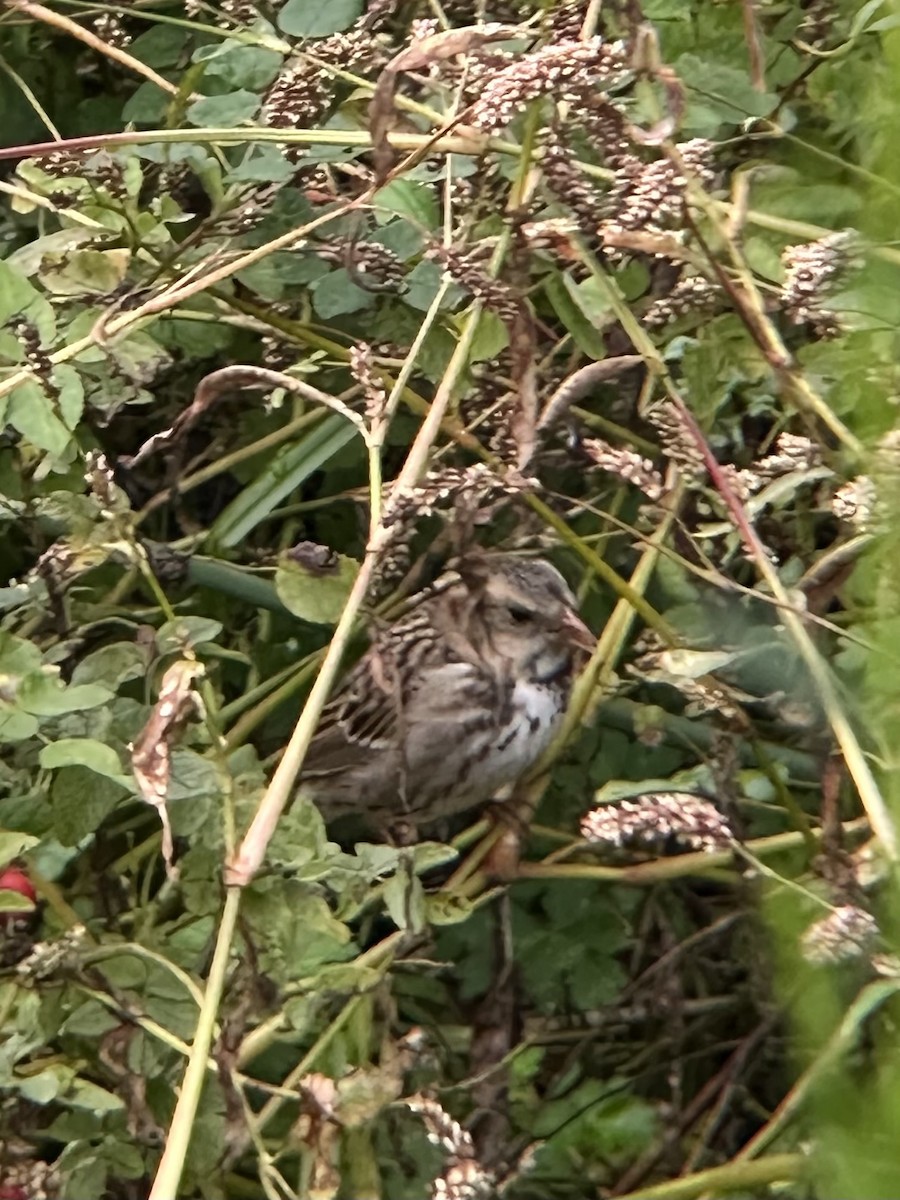 Harris's Sparrow - ML610245584