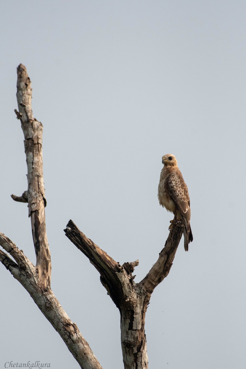 White-eyed Buzzard - ML610245598