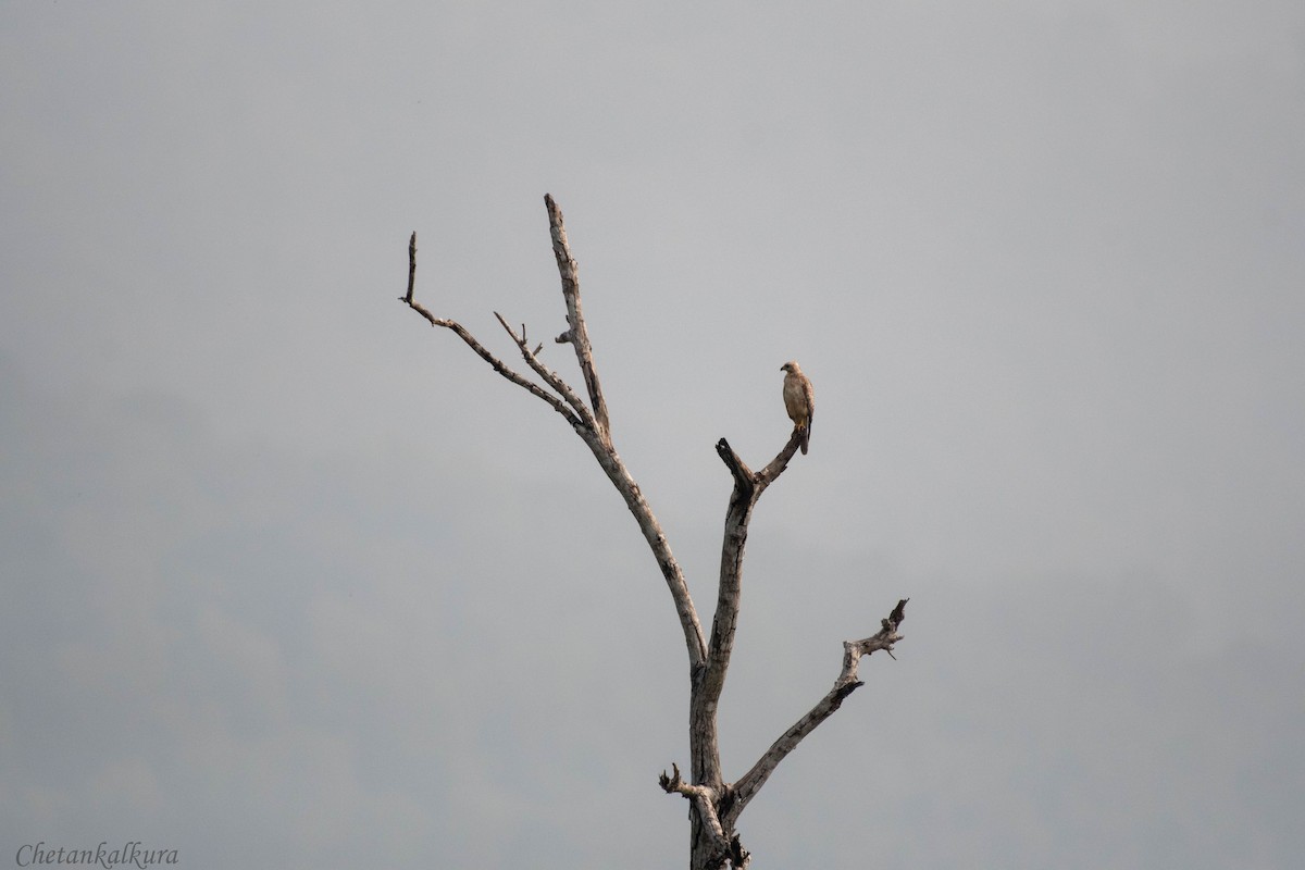 White-eyed Buzzard - ML610245599