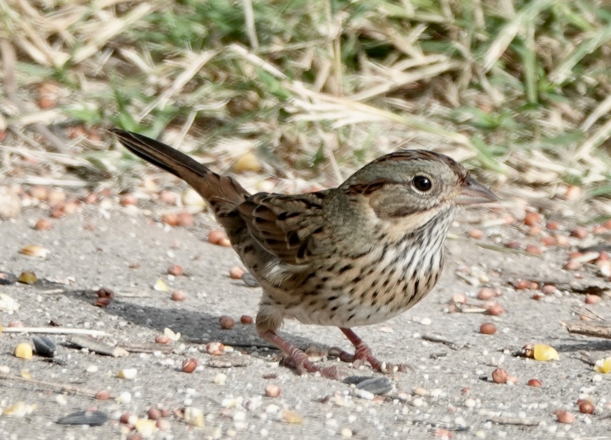 Lincoln's Sparrow - ML610245612