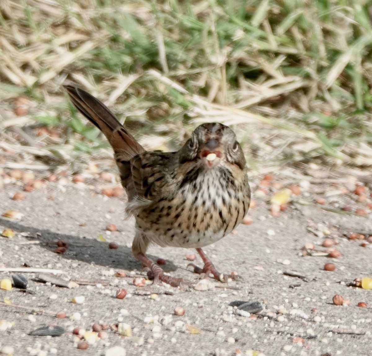 Lincoln's Sparrow - ML610245616