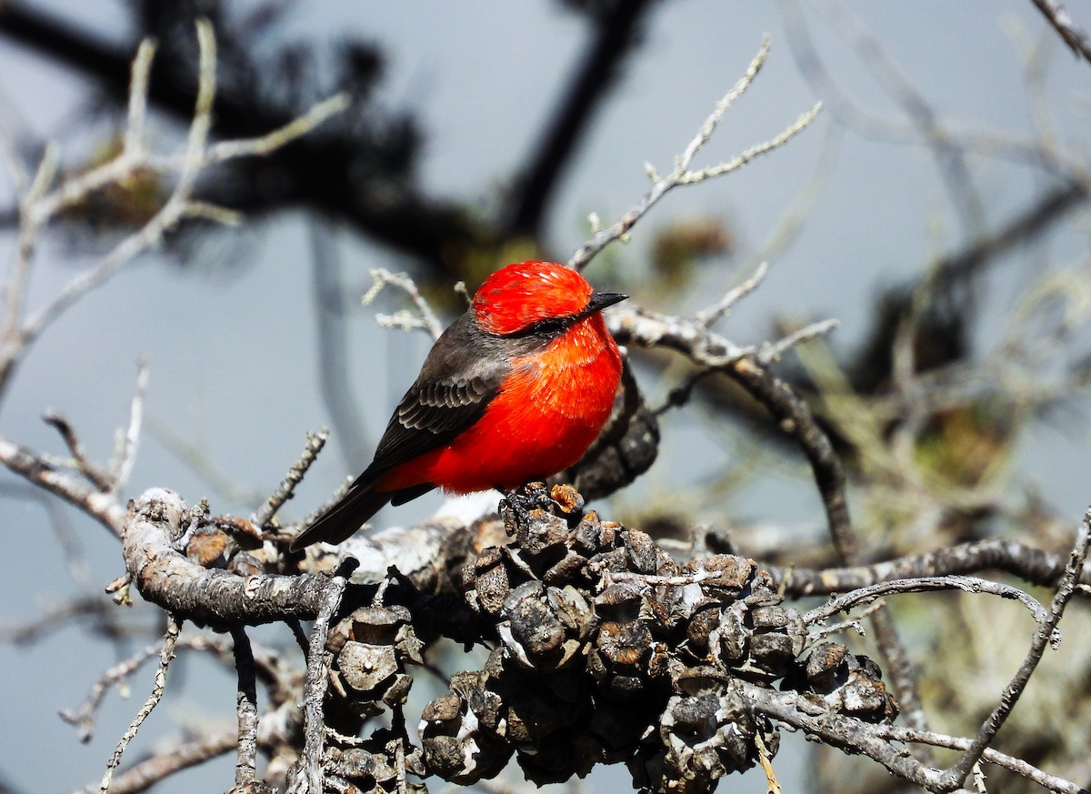 Vermilion Flycatcher - ML610245621