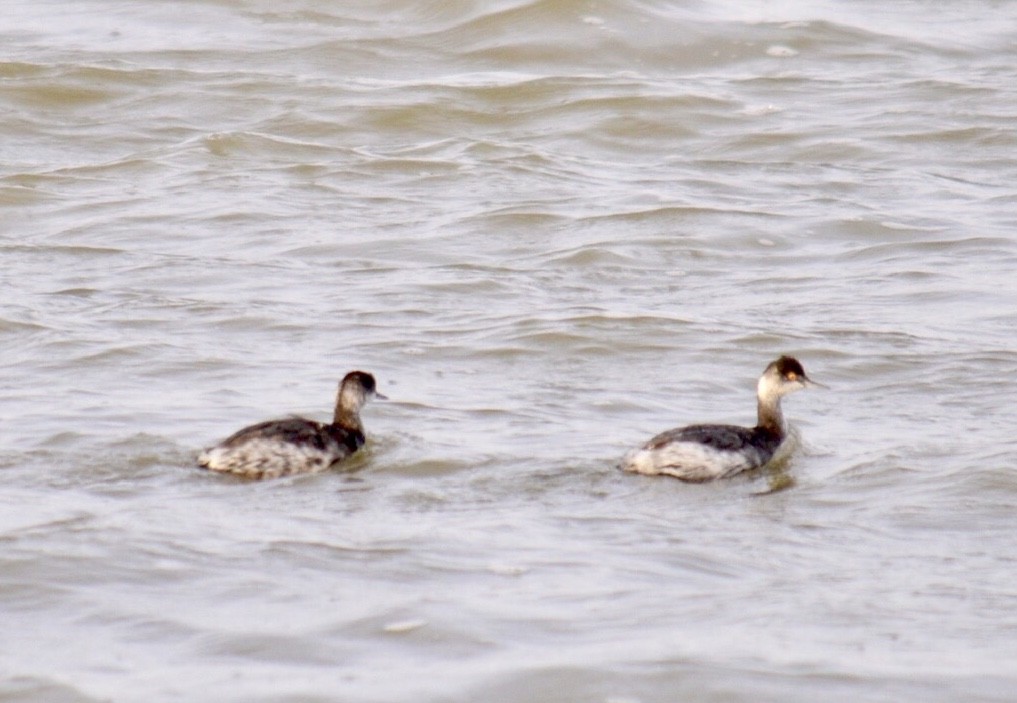 Халтар шунгуур - ML610245657