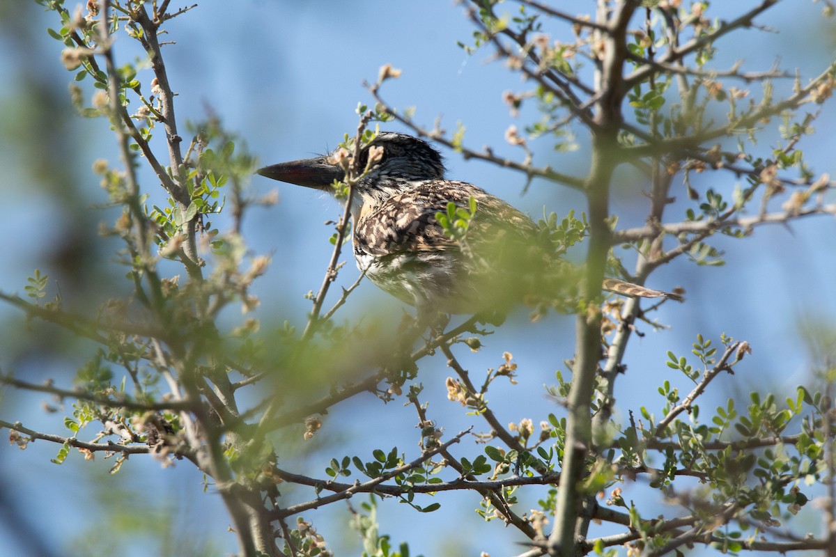 Spot-backed Puffbird - Ana Merlo