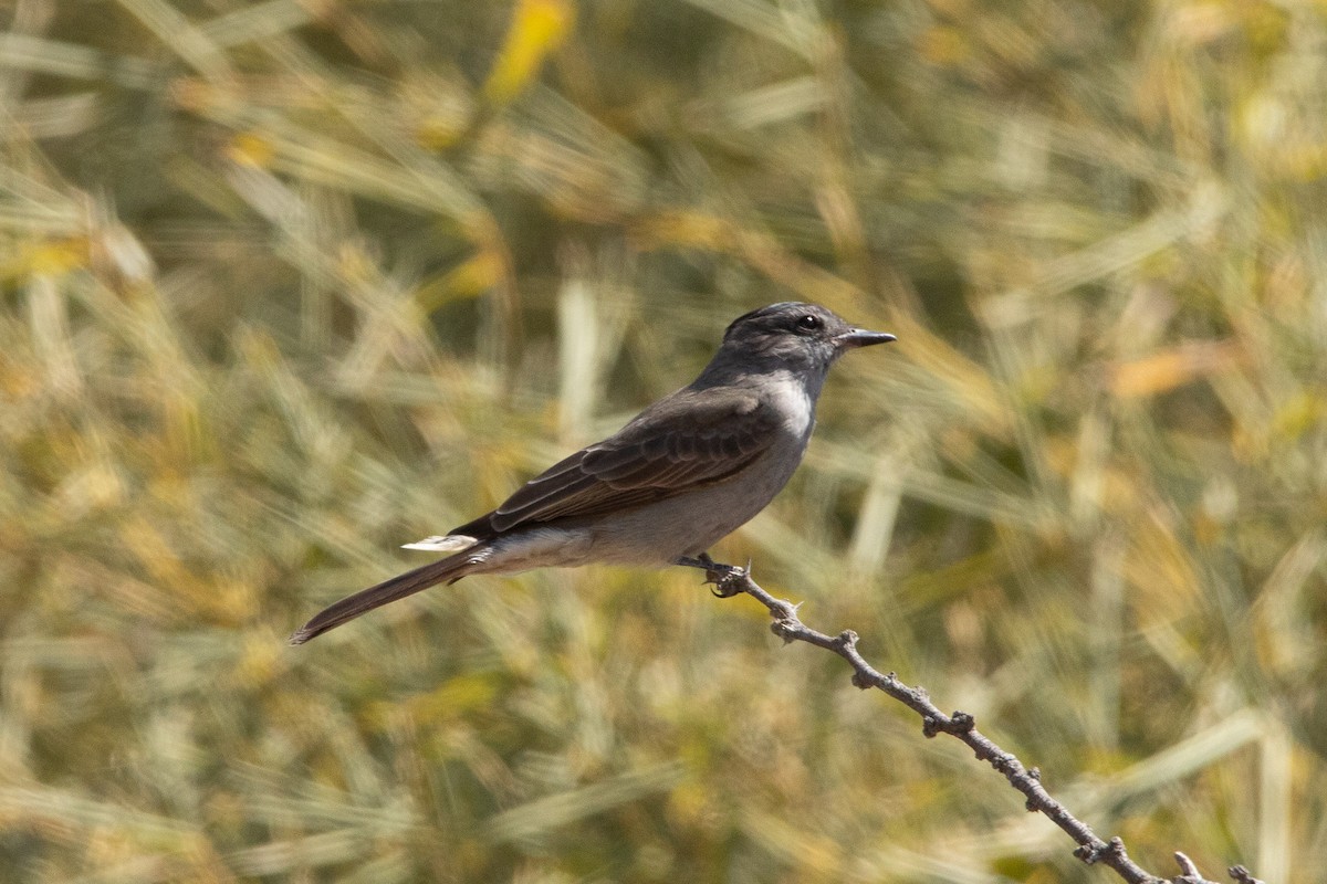 Crowned Slaty Flycatcher - Ana Merlo