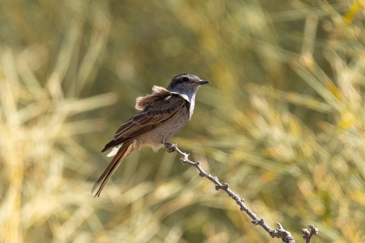 Crowned Slaty Flycatcher - Ana Merlo