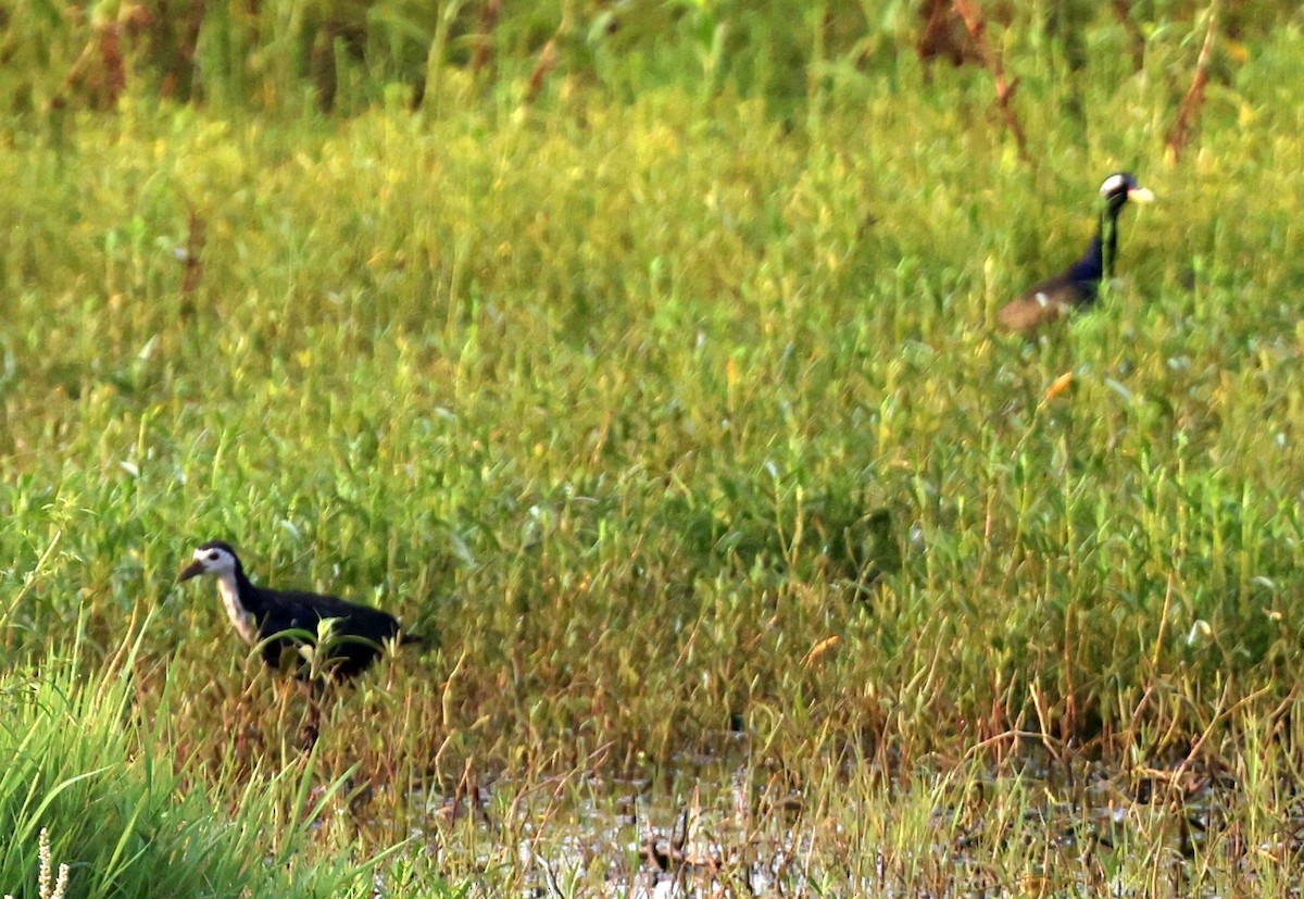 White-breasted Waterhen - ML610245774