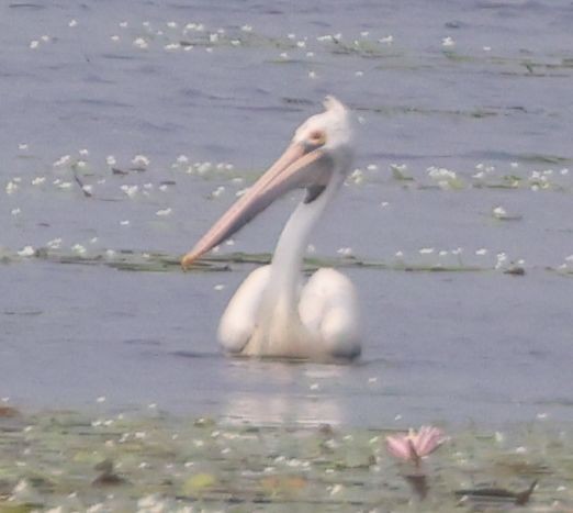 Spot-billed Pelican - ML610245839