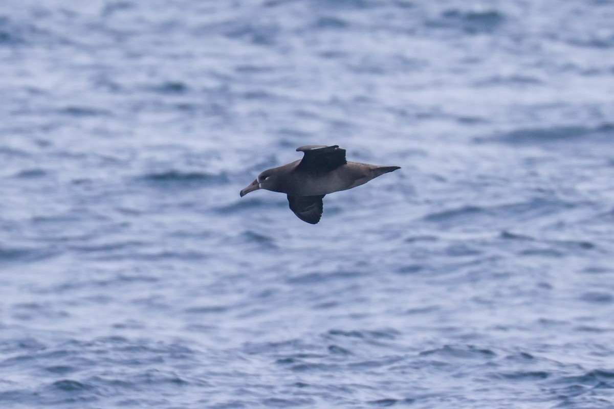 Black-footed Albatross - ML610245927