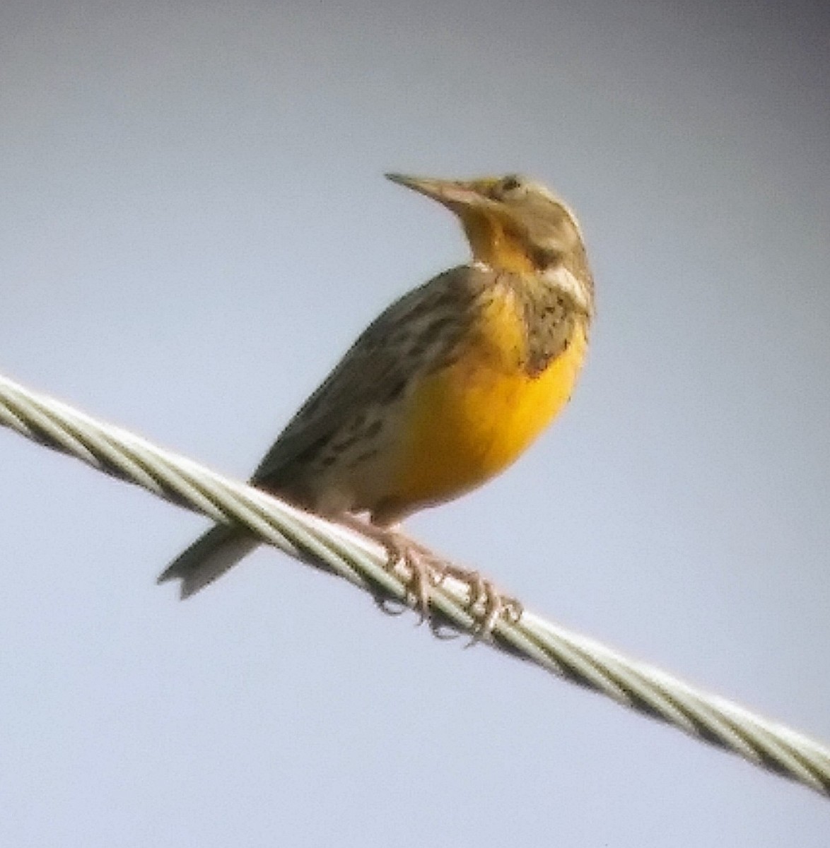 Western Meadowlark - ML610245947