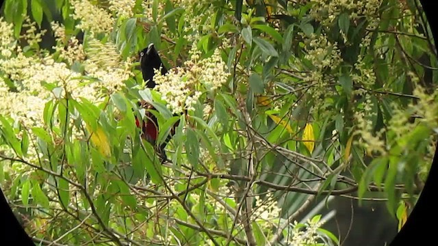 Red-bellied Grackle - ML610245956