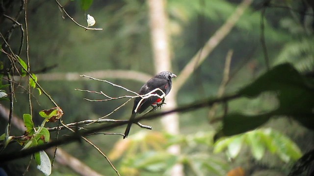 Red-bellied Grackle - ML610245958