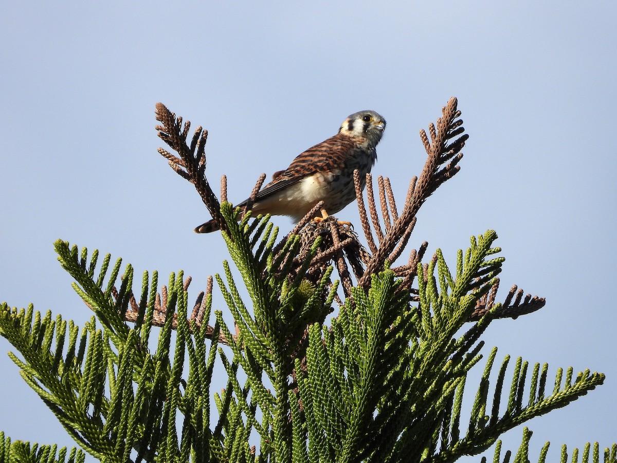 American Kestrel - ML610245974