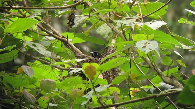 Red-bellied Grackle - ML610245997