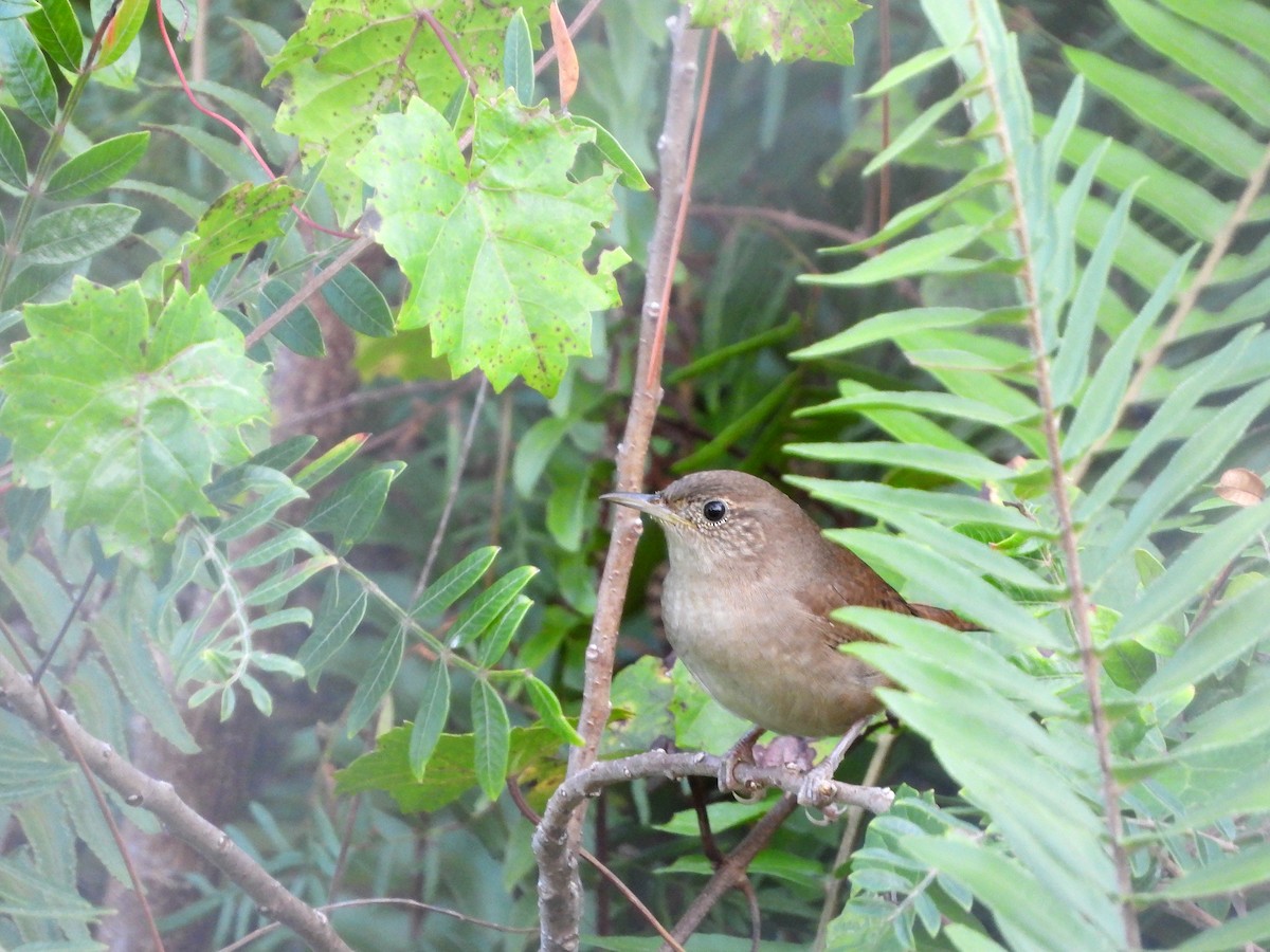 House Wren - ML610246006