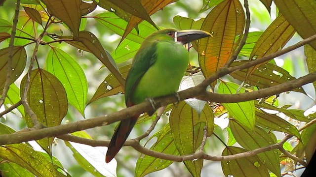 Toucanet à gorge blanche - ML610246035