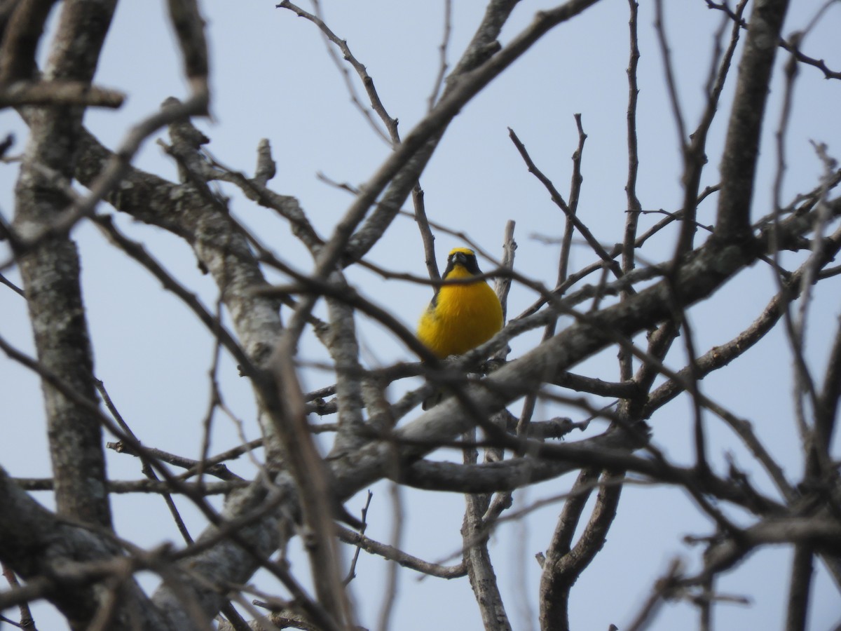 Yellow-throated Euphonia - ML610246048