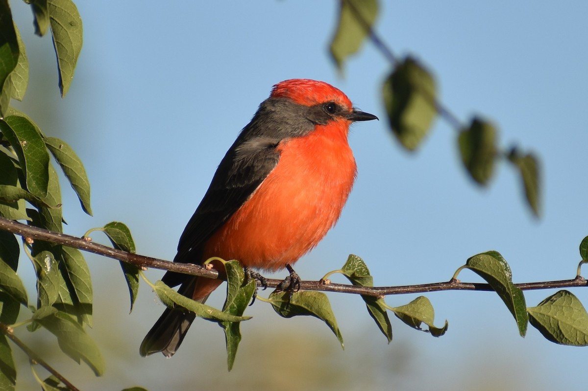 Vermilion Flycatcher - ML610246077