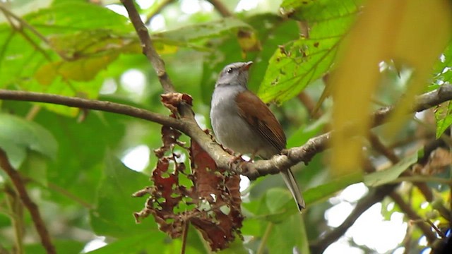Andean Solitaire - ML610246082