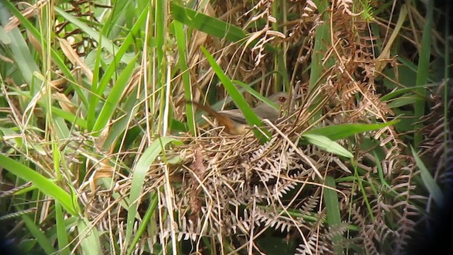 Rufous-tailed Tyrant - ML610246105