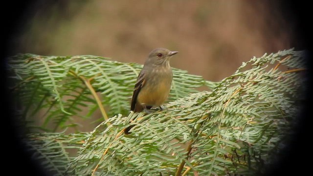 Rufous-tailed Tyrant - ML610246106