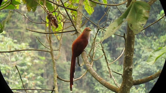 Squirrel Cuckoo - ML610246124