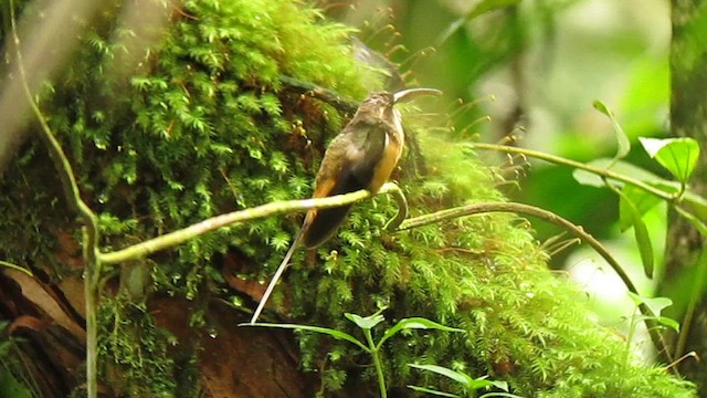 Boz Karınlı Hermit - ML610246130