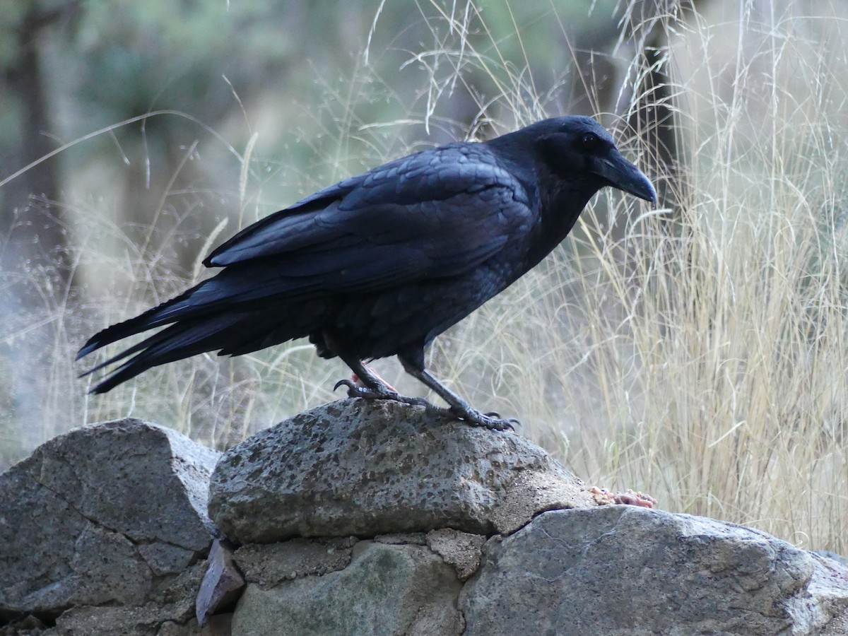 Common Raven - Michel Cavigelli