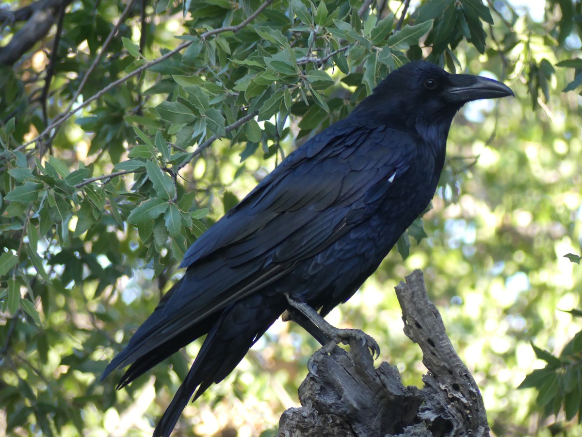 Common Raven - Michel Cavigelli