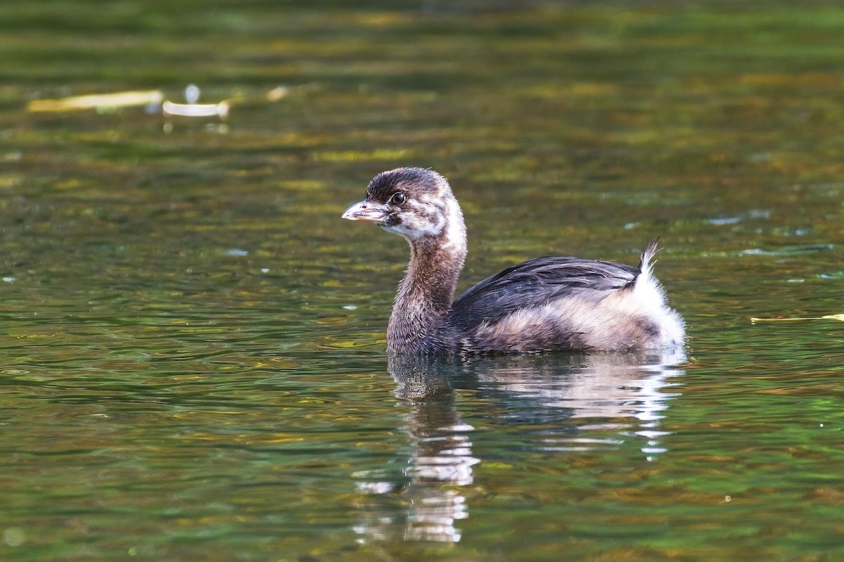 Pied-billed Grebe - Calvin S