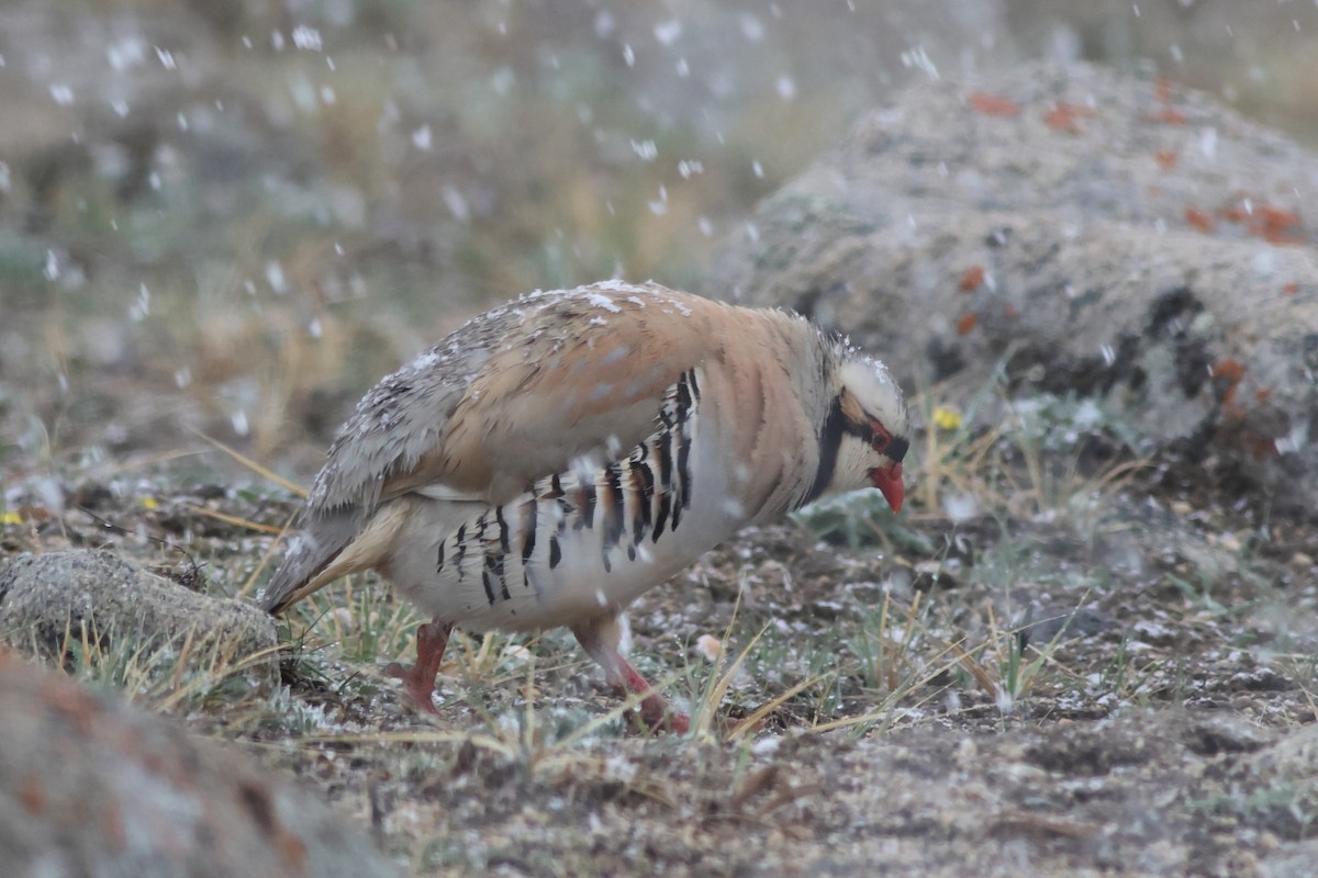 Chukar - ML610246281