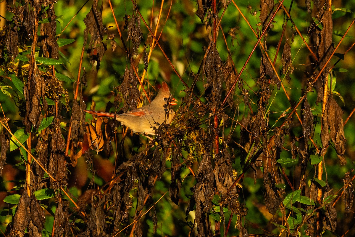 Northern Cardinal - ML610246321