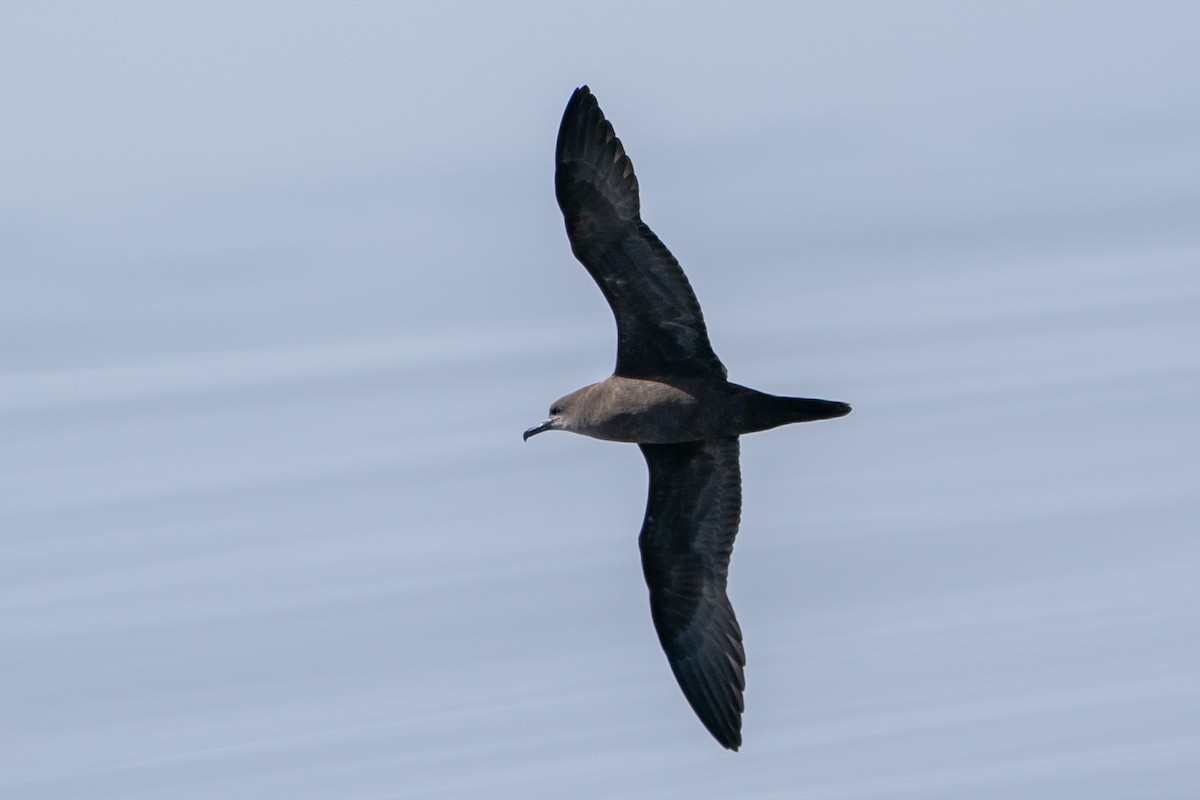 Wedge-tailed Shearwater - ML610246339